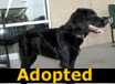 Stick - ADOPTED