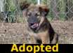 Sherman - ADOPTED