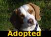 Booger - ADOPTED