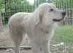Sadie