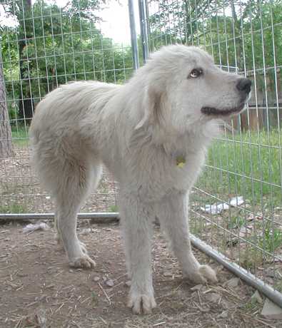 Sadie