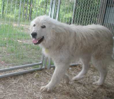 Sadie