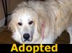 Gertrude - ADOPTED