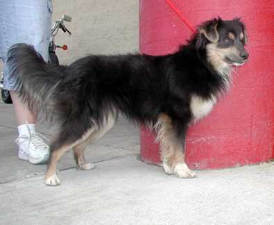 Sigmund