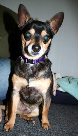 Tinky