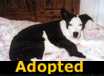 Emma - ADOPTED