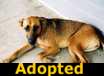 Lady - ADOPTED