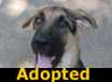 Ozzie - ADOPTED