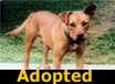Pickles - ADOPTED