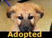 Banjo - ADOPTED