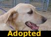 Maggie - ADOPTED