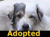 Ella - ADOPTED