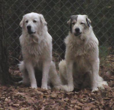 Ella (left) and her sister