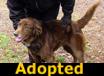 Gus - ADOPTED