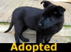 Marco - ADOPTED