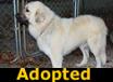Mr. Duke - ADOPTED