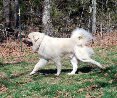 ozark mountain puppies adopt a ozark mountain puppies adopt a