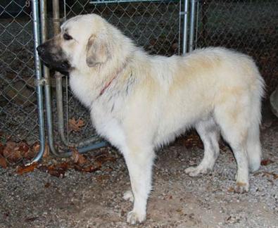 ozark mountain puppies adopt a ozark mountain puppies adopt a