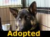 Roo Roo - ADOPTED
