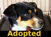 Gordon - ADOPTED
