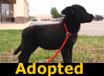 Bunny - ADOPTED