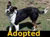 Jill - ADOPTED