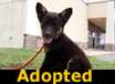 Ozzy - ADOPTED