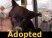 Jack - ADOPTED