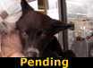 Jack - PENDING