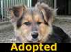 Sophie - ADOPTED