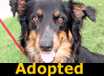 Daisy - ADOPTED
