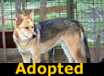 Pearl and Opal - ADOPTED
