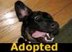 Fodo - ADOPTED