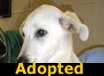 Danny - ADOPTED
