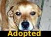 Lucy - ADOPTED