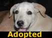 Tinky - ADOPTED
