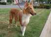 Andy - AVAILABLE