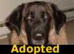 Jenny - ADOPTED