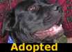 Carl - ADOPTED