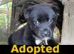 Gipsy - ADOPTED