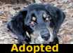 Gunner - ADOPTED