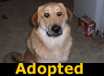 Rusty - ADOPTED
