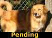 Toffee - PENDING
