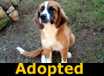 Bernie - ADOPTED