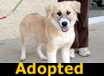 Jenny - ADOPTED