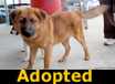 Twix - ADOPTED