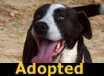 Bosco - ADOPTED