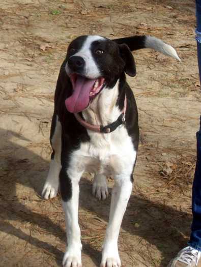 Bosco