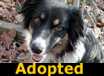Shelby - ADOPTED