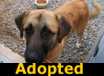 Sully - ADOPTED